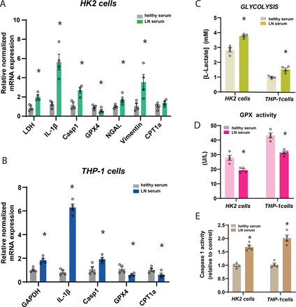 inhibition of influenza infection by glutathione Inhibition of influenza infection by glutathione