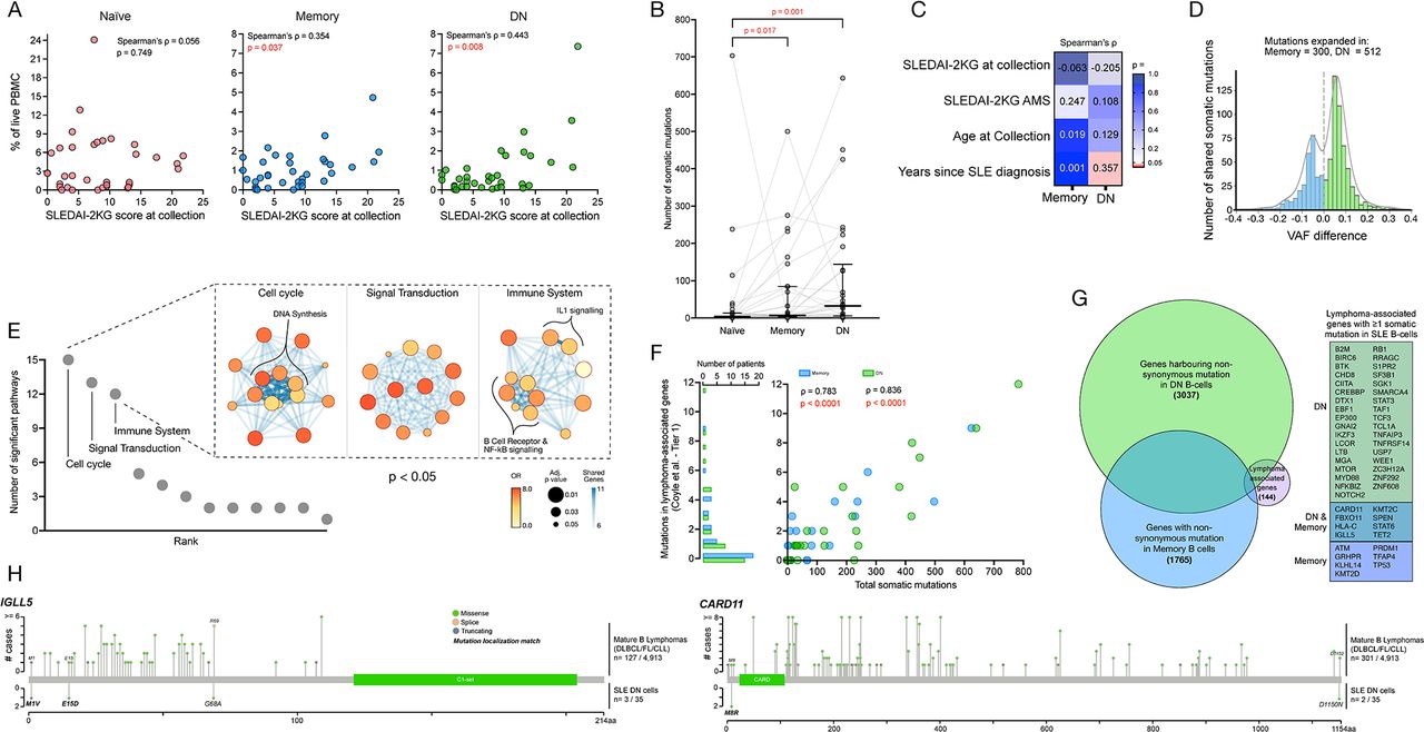 LBS1:05 B-cell subset somatic mutations reveal lymphoma-like